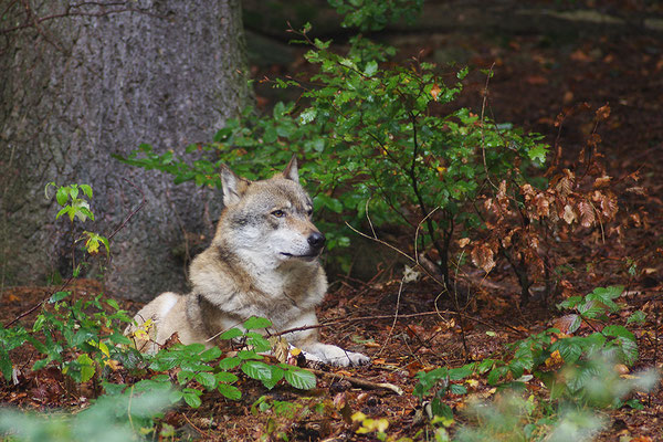 Wolf, Nationalpark Bayrischer Wald Tierfreigelände Neuschönau