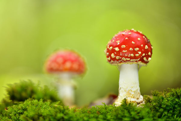 Fliegenpilz