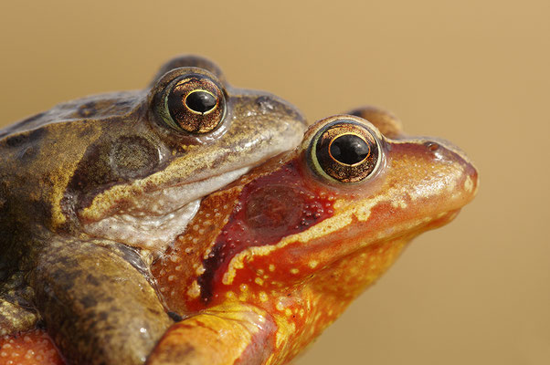Grasfrosch Paar Kopfportrait