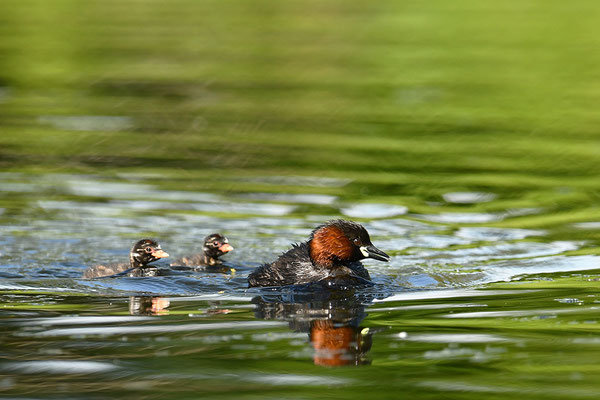 Zwergtaucher mit Jungen