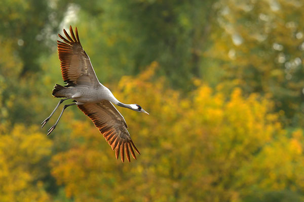 Kranich Im Flug