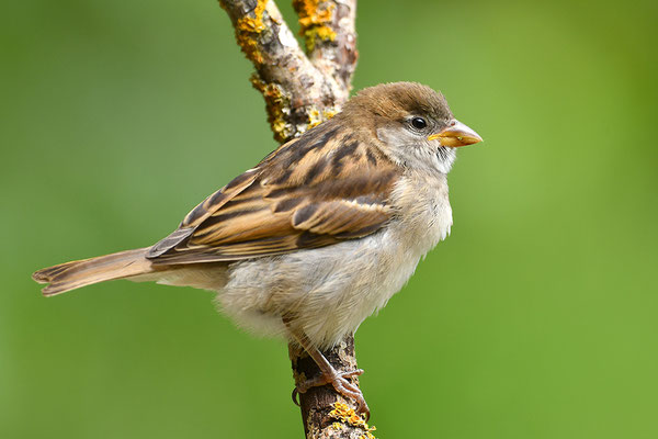 Haussperling Weibchen