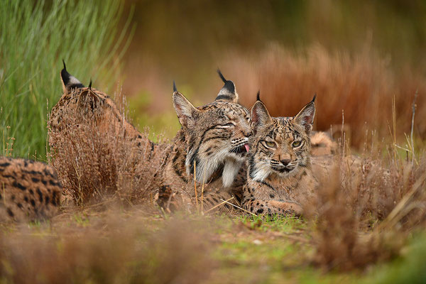 Pardelluchs