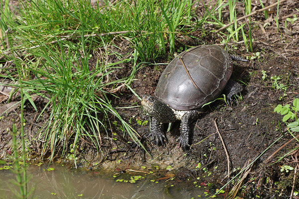 Europäische Sumpfschildkröte