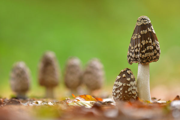 Spechttintlinge