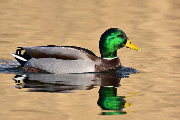 Stockente