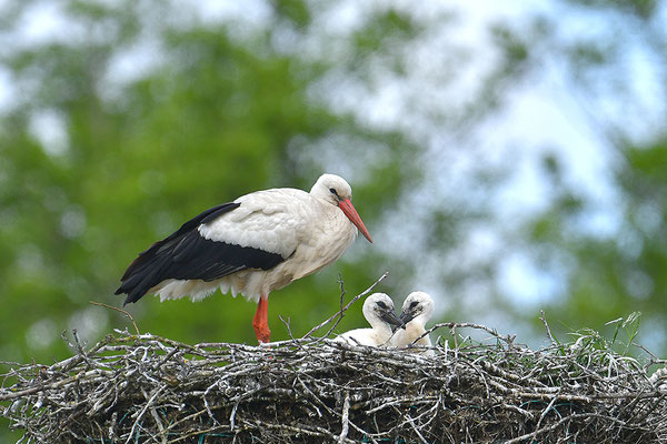 Weißstorch mit Jungvögeln am Nest