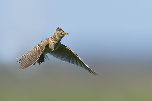 Feldlerche im Flug