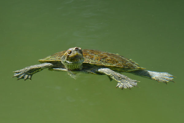 Balkan-Bachschildkröte