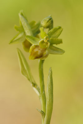 Gelbe Spinnenragwurz flavescens