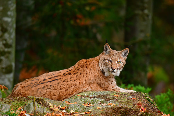 Luchs Nationalpark Bayrischer Wald Tierfreigelände Neuschönau