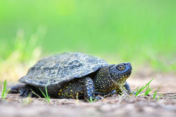 Europäische Sumpfschildkröte
