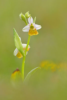 Gelbe Hummelragwurz flavescens