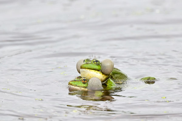 Seefrosch