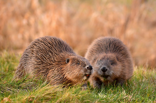 Biber Paar