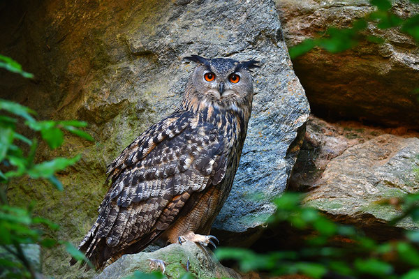 Uhu, Nationalpark Bayrischer Wald Tierfreigelände Neuschönau