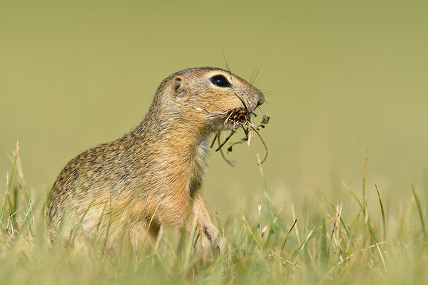 Ziesel