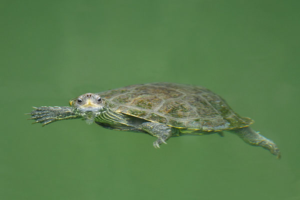 Balkan-Bachschildkröte