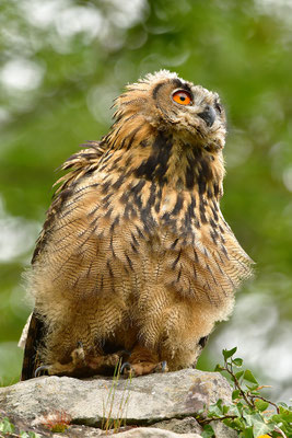 Uhu Jungvogel