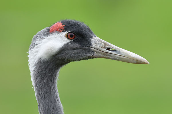 Kranich Portrait