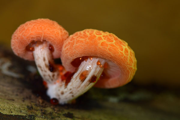 Orangeroter Adernseitling