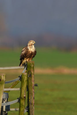 Rauhfußbussard
