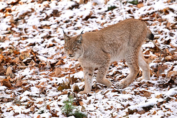 Luchs im Schnee