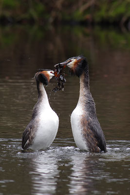 Haubentaucher Pinguintanz