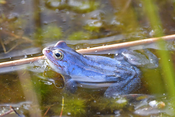 Moorfrosch
