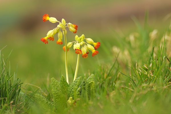 Wiesenschlüsselblume rote Form