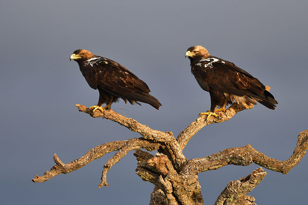 Kaiseradler