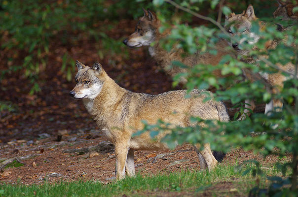 Wolf, Nationalpark Bayrischer Wald Tierfreigelände Neuschönau