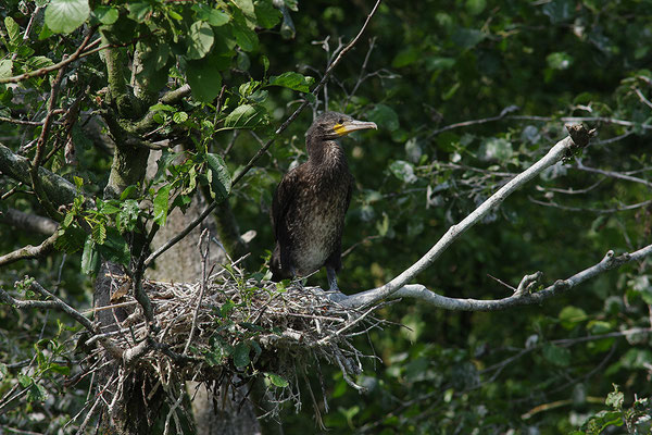 Kormoran Jungvogel am Nest