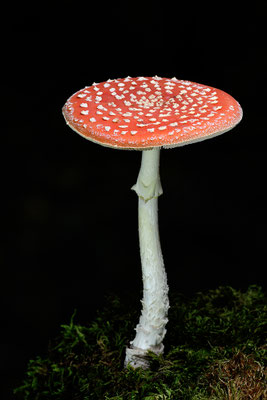 Fliegenpilz