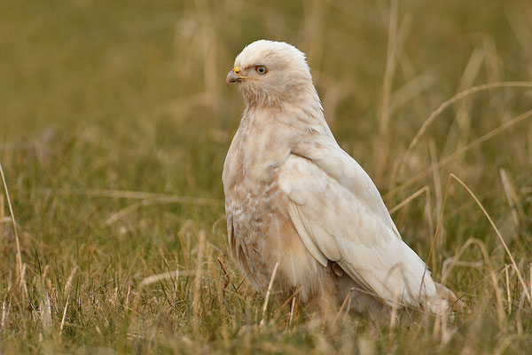 Mäusebussard Leuzist Farbanomalie