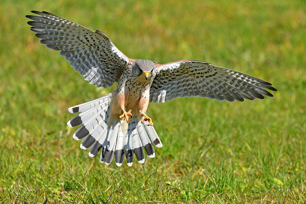 Turmfalke im Anflug