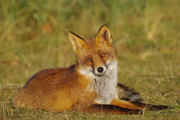 Fuchs