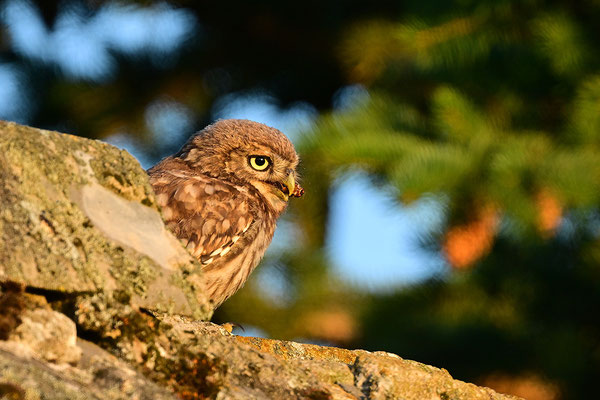Steinkauz Jungvogel