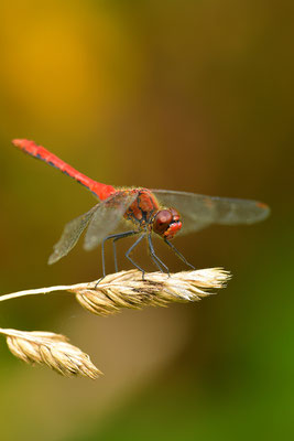 Blutrote Heidelibelle