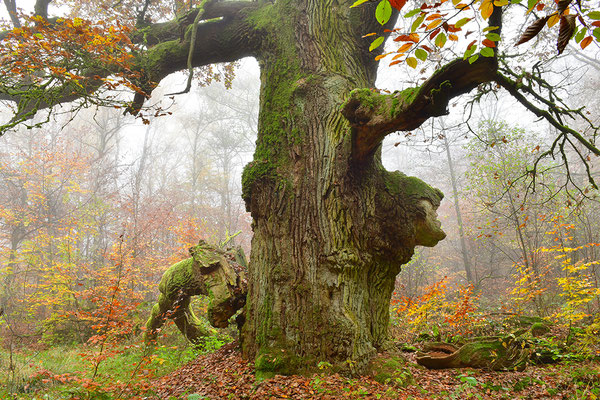 Urwald Sababurg