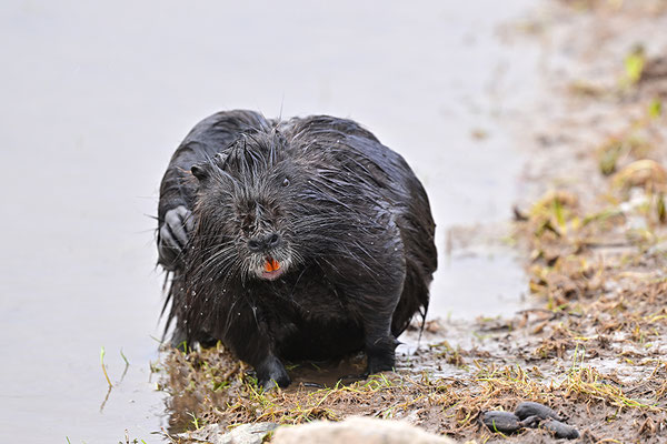 Nutria