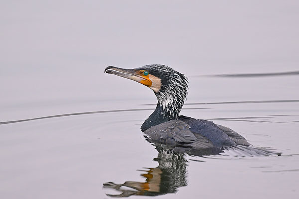 Kormoran