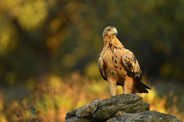 Kaiseradler Jungvogel