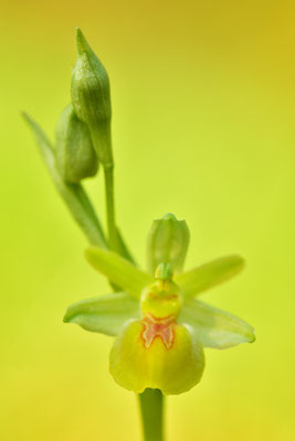 Gelbe Kleine Spinnenragwurz flavescens Detail