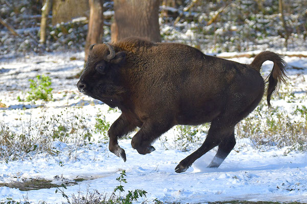 Wisent