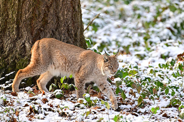 Luchs im Schnee