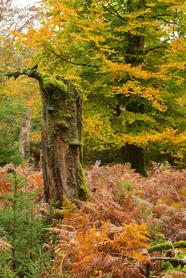 Urwald Nationalpark Eifel