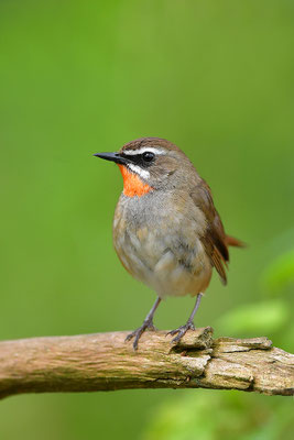Rubinkehlchen