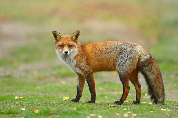 Fuchs