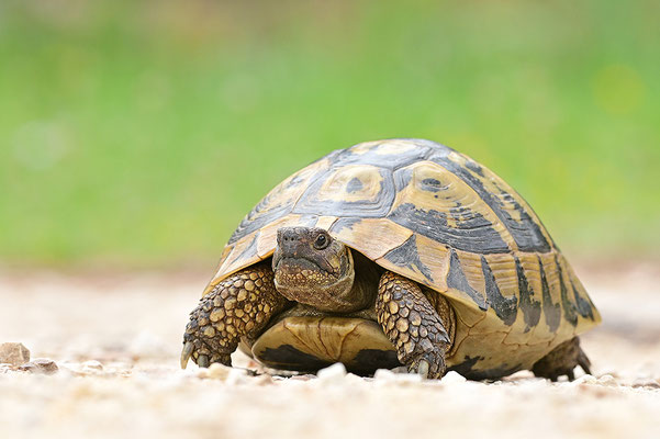 Griechische Landschildkröte